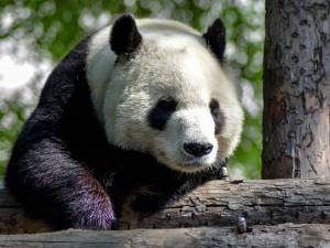 wildlife photography of black and white panda