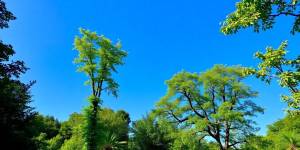 Serene natural landscape with lush greenery and blue skies.